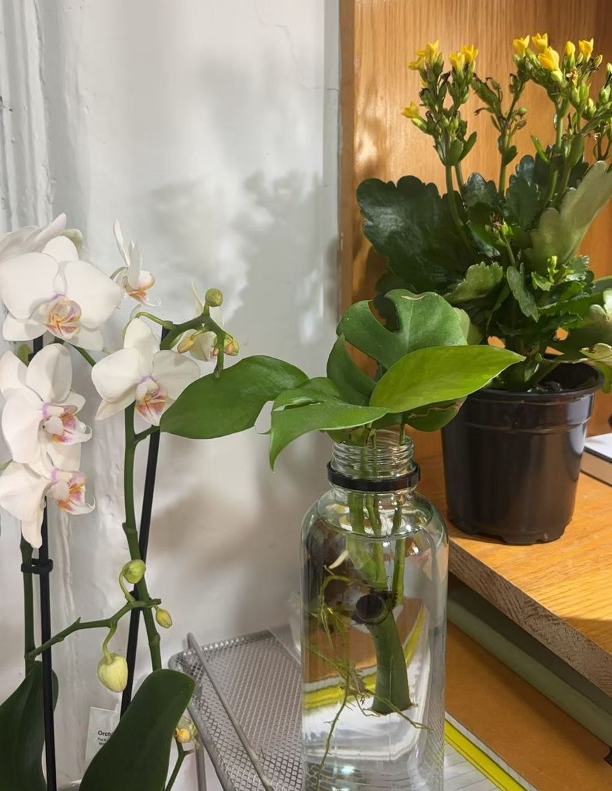 an orchid, a cutting rooting in a bottle, a kalanchoe in yellow flower